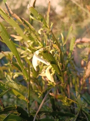Carmichaelia williamsii, photograph (c) Geoff, some rights reserved (CC BY)
