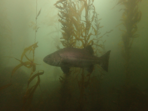 Black jewfish (Stereolepis gigas) — Polyprionidae