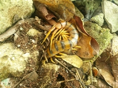 Scolopendra alternans