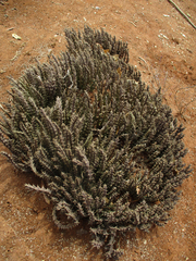 Stapeliinae