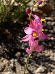 Ixia scillaris
