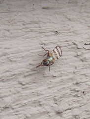 Chaetopsis massyla