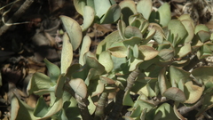 Crassula arborescens