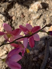 Ixia scillaris