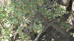 Crassula arborescens