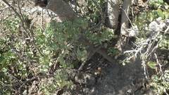 Crassula arborescens