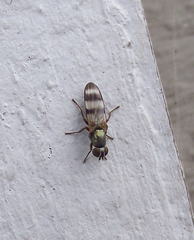 Chaetopsis massyla