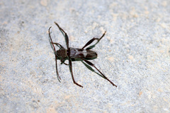 Neoclytus longipes