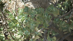 Crassula arborescens