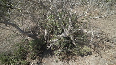 Crassula arborescens