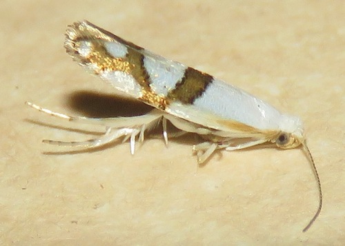 Cherry Shoot Borer Moth