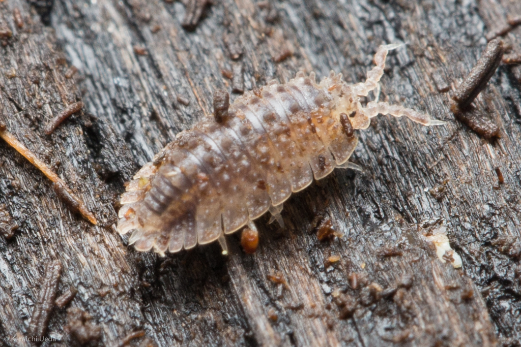 Armadilloniscus coronacapitalis (Terrestrial Isopods (Oniscidea) of ...