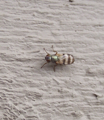 Chaetopsis massyla