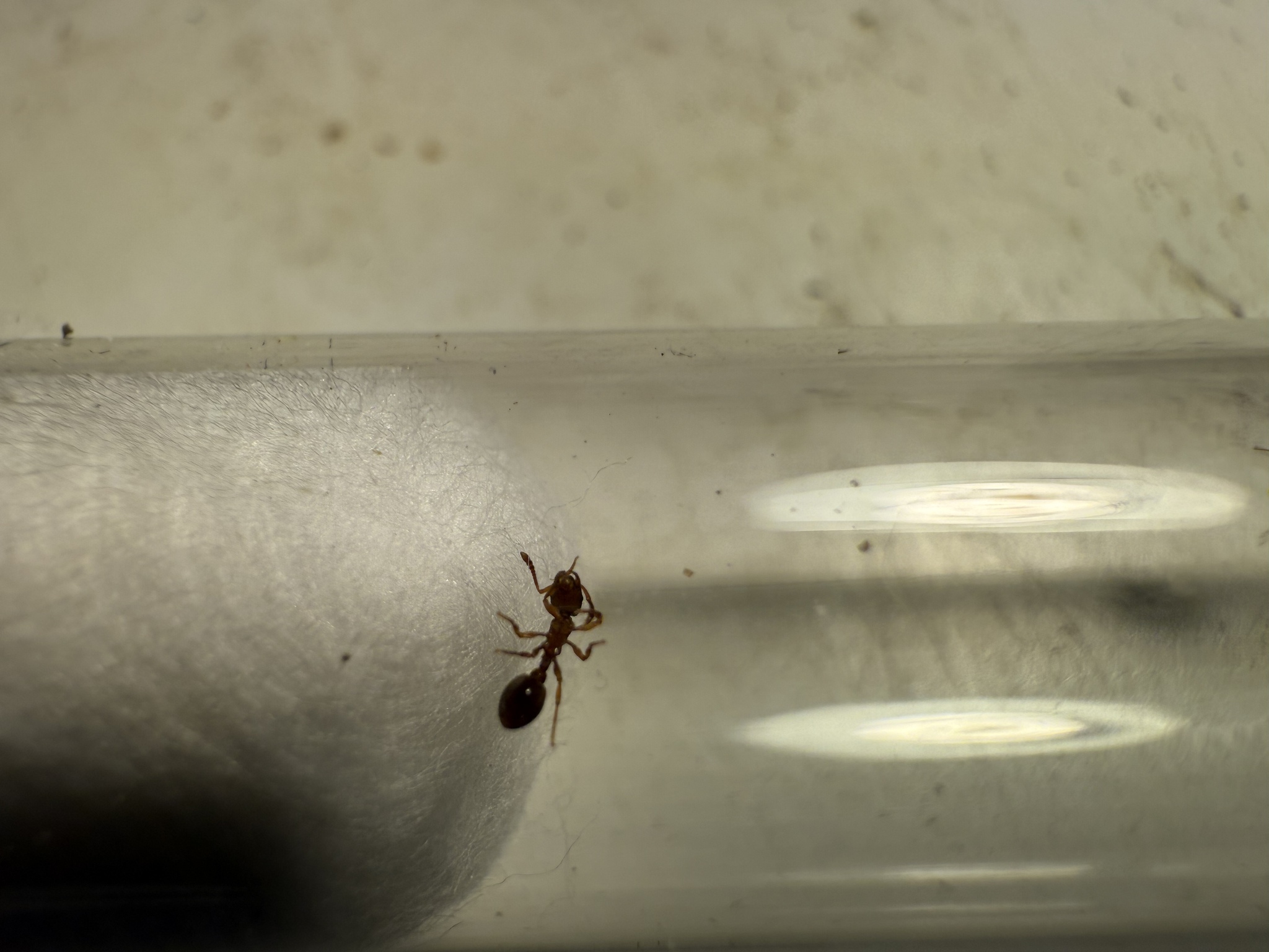 Formicoxenus provancheri