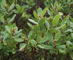 Myrica gale tomentosa