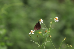Euploea sylvester swinhoei