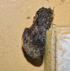 Batracharta irrorata