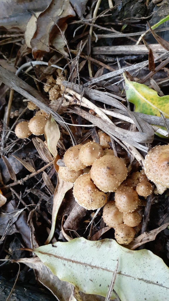 Pholiota subflammans · June 2025 · photo: © aardvark04 (iNaturalist, cc0)