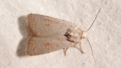 Caradrina proxima