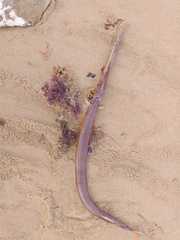 Fistularia commersonii