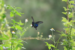 Papilio bianor thrasymedes