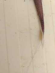 Fistularia commersonii