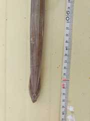 Fistularia commersonii