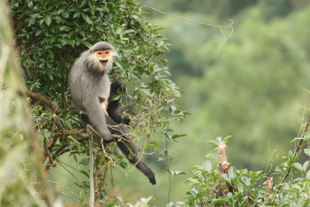 Gray-Shanked Douc Langur