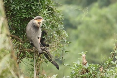 Gray-Shanked Douc Langur photo 1
