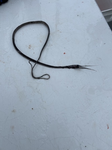 Slender Snipe-eel