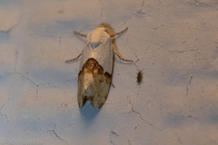 Ponometia elegantula