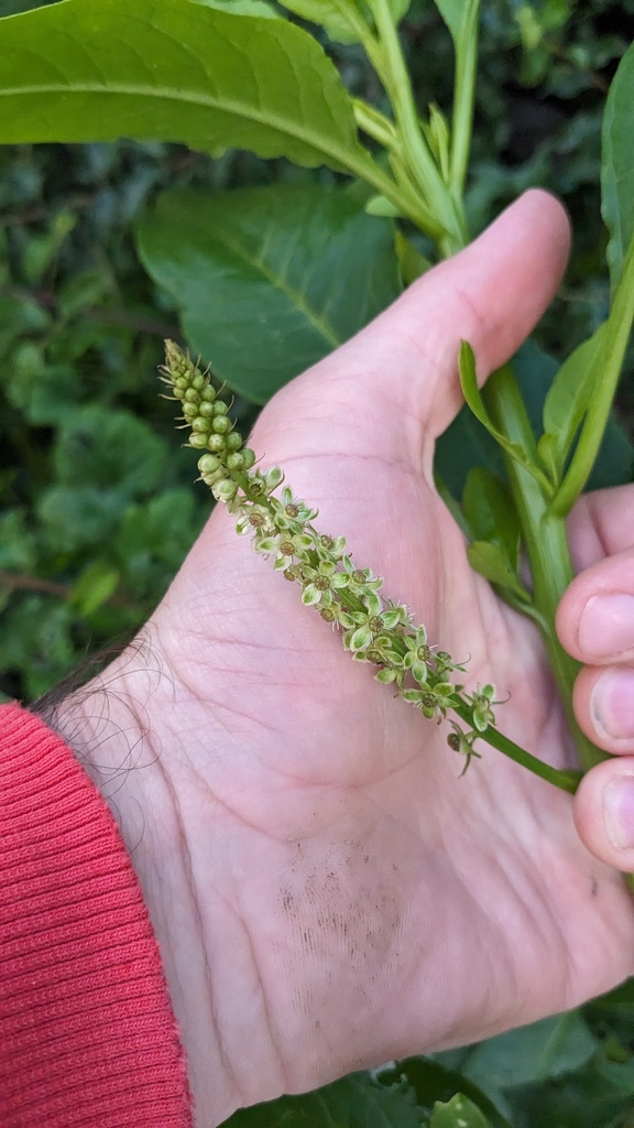 Phytolacca chilensis (Moq.) H.Walter 2