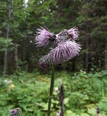 Cirsium kamtschaticum