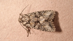 Dryobotodes monochroma