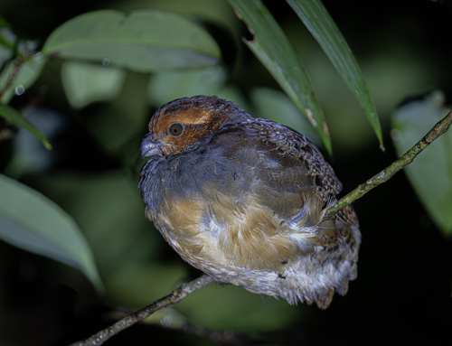 Tawny-faced Quail (Rhynchortyx cinctus), photo 4
