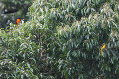 Pericrocotus flammeus