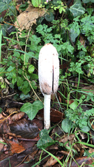 Coprinus comatus