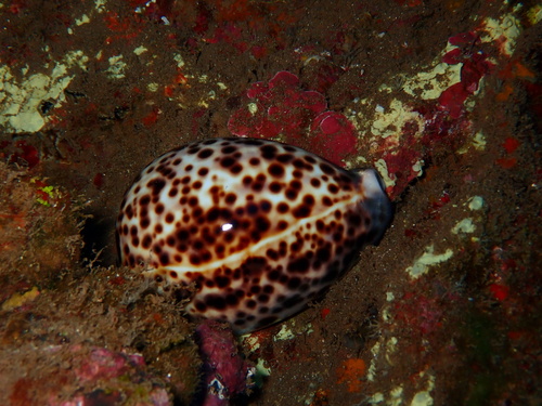 Cypraea tigris observed 2025-06-18