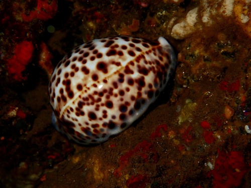 Cypraea tigris observed 2025-06-18