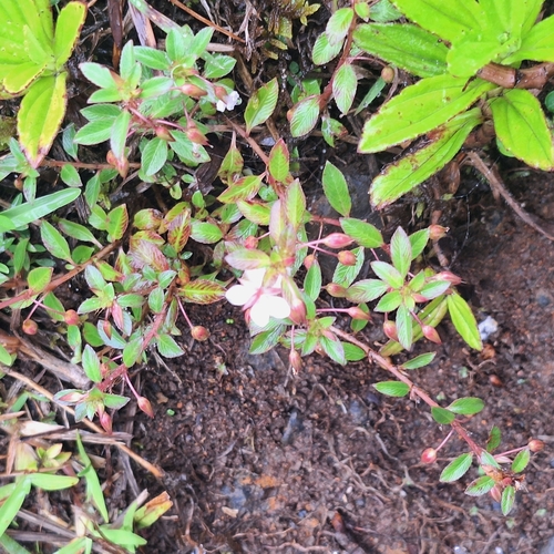 Sauvagesia erecta observed 2025-06-18