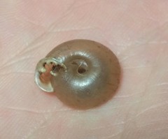 Ashmunella carlsbadensis