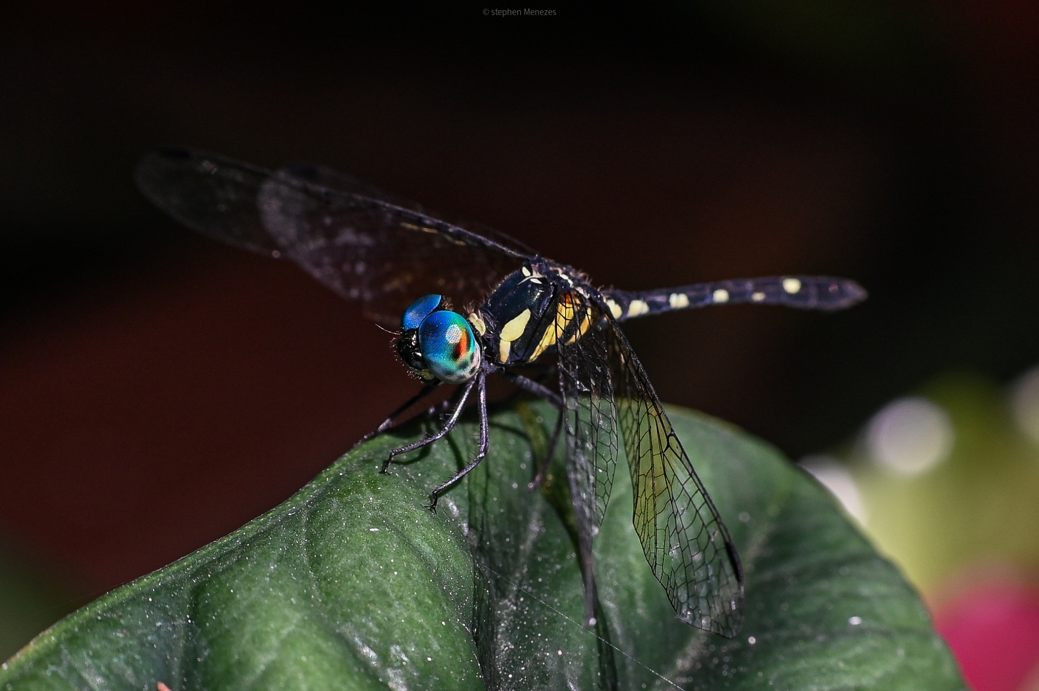 Pigmy Skimmer