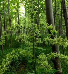 Veratrum grandiflorum