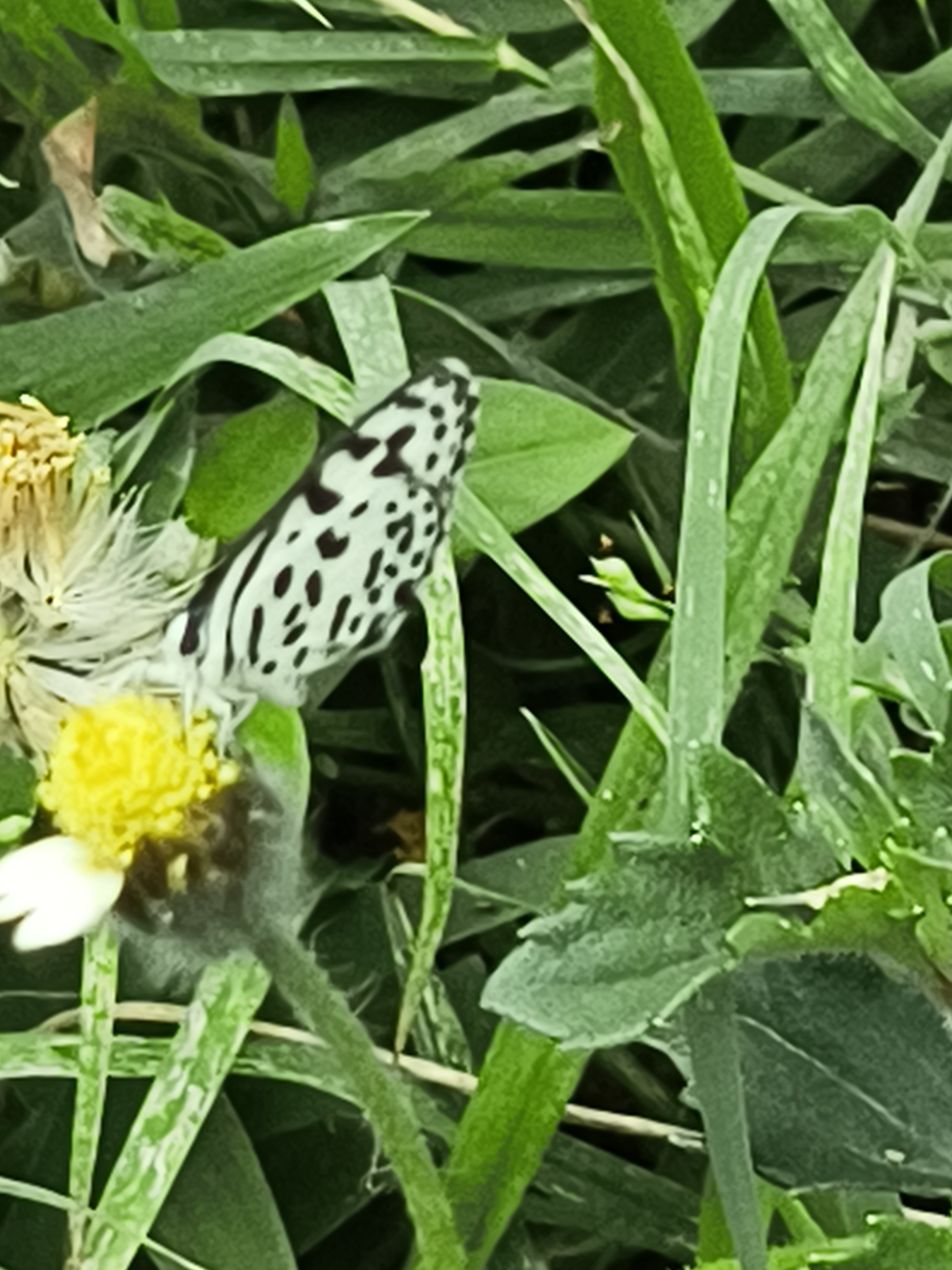 Common Pierrot