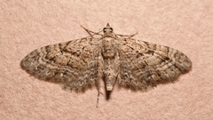 Eupithecia pusillata
