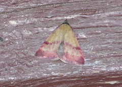 Phytometra viridaria