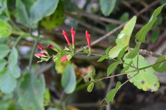 Salvia holwayi