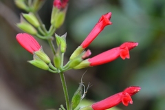 Salvia holwayi