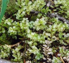 Rhizomnium pseudopunctatum