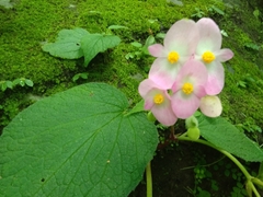 Begonia picta